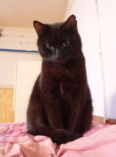 Koralik | ok. 3-letni kocurek. Piękny, dorodny i trochę nieśmiały. Będzie spokojnym towarzyszem.